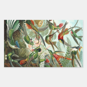 Adesivo Retangular Haeckel