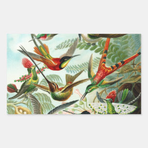 Adesivo Retangular Haeckel