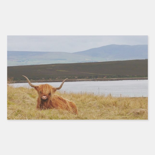 Adesivo Retangular Highland Cow Orkney Sticker (Frente)