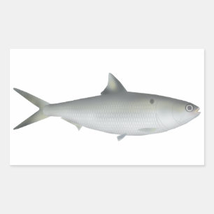 Adesivo Retangular Hilsa Shad