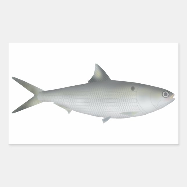 Adesivo Retangular Hilsa Shad (Frente)