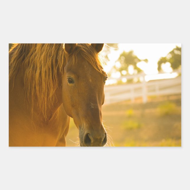 Adesivo Retangular Horso Marrom Fechado (Frente)