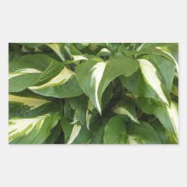 Adesivo Retangular Hosta Leaves
