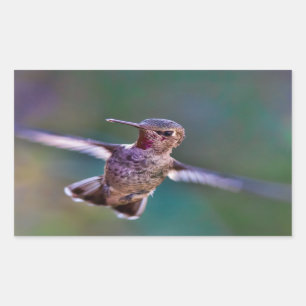 Adesivo Retangular Hummingbird