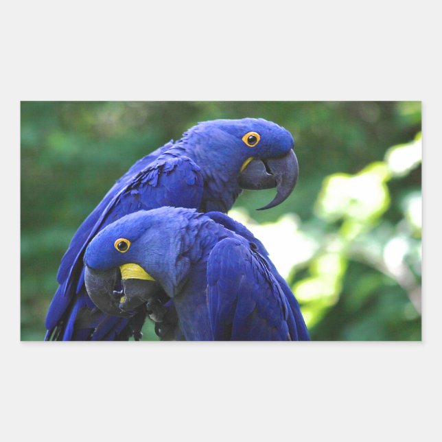 Adesivo Retangular Hyacinth Macaws (Frente)