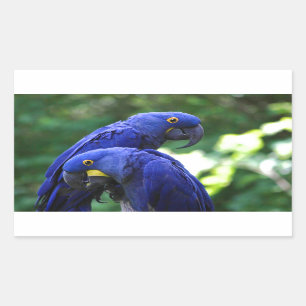 Adesivo Retangular Hyacinth Macaws