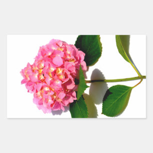 Adesivo Retangular Hydrangeas cor-de-rosa, floral romântico