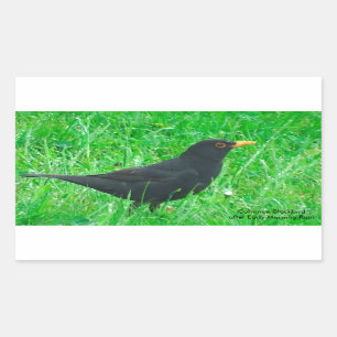 Adesivo Retangular Imagem de Blackbird para Retângulo Stickers, Gloss