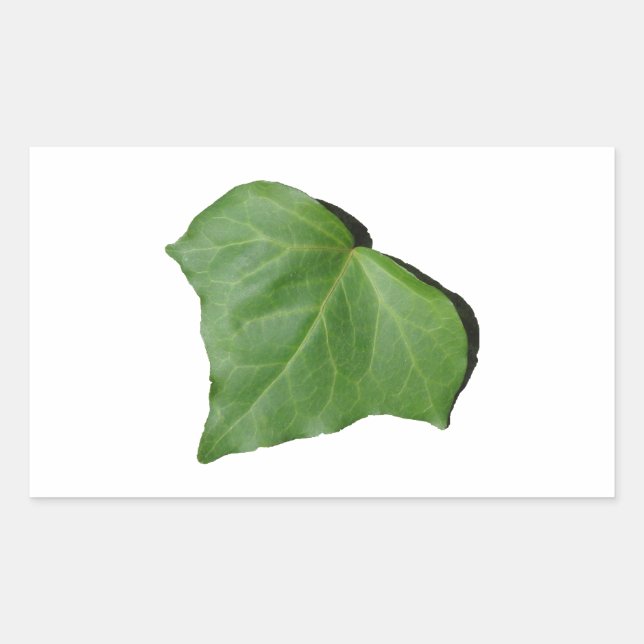 Adesivo Retangular Ivy Leaf (Frente)