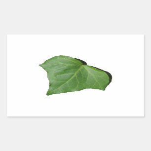 Adesivo Retangular Ivy Leaf