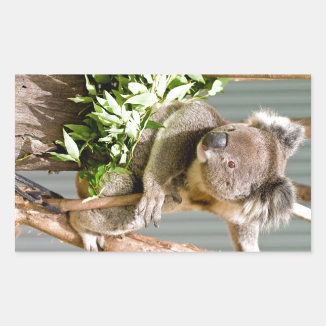 Adesivo Retangular Koala Bear (Frente)