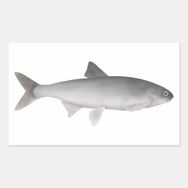 Adesivo Retangular Kutum (Frente)