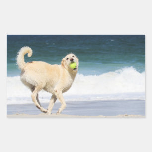 Adesivo Retangular Labradoodle - dia feliz na praia