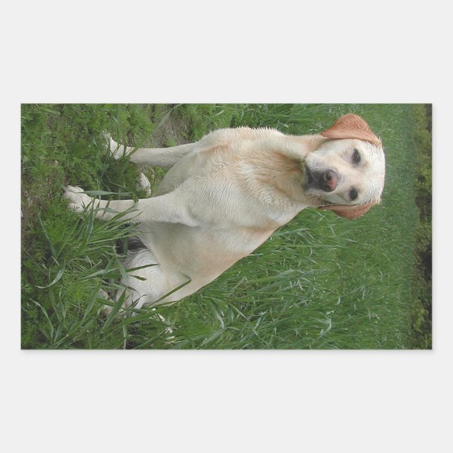 Adesivo Retangular Labrador Amarelo Sentado (Frente)