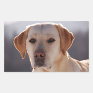 Adesivo Retangular Labrador Retriever amarelo