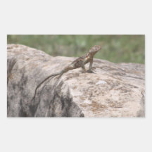 Lagarto