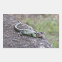 Lagarto