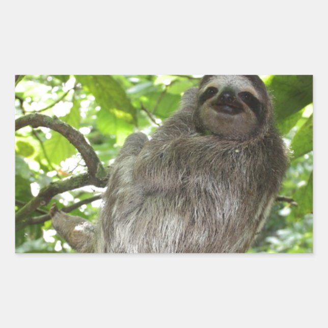 Adesivo Retangular Lama relaxada na natureza (Frente)