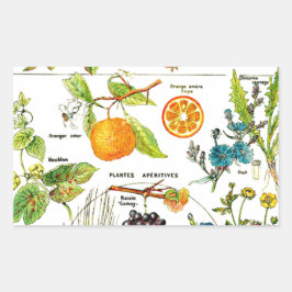 Adesivo Retangular Larousse Fruta Laranja Arte Natural De Grama De Pe