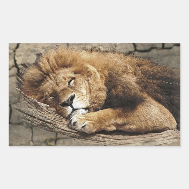Adesivo Retangular Leão dormindo Pedra de gato selvagem (Frente)