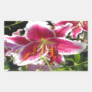 Adesivo Retangular Lily de Verão