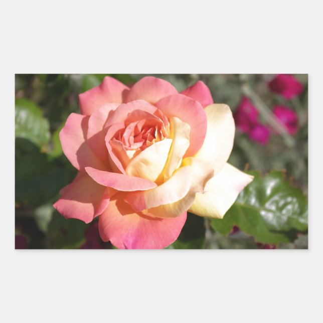 Adesivo Retangular Linda flor de rosa rosa e amarela.  Floral (Frente)