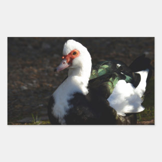 Adesivo Retangular Linda Muscovy Drakelet