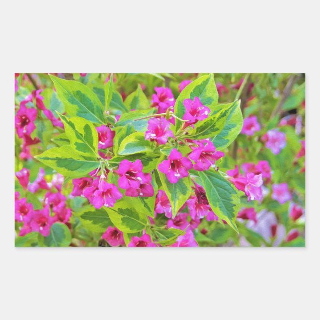 Adesivo Retangular Linda Weigela Verde com Flores Crimson (Frente)
