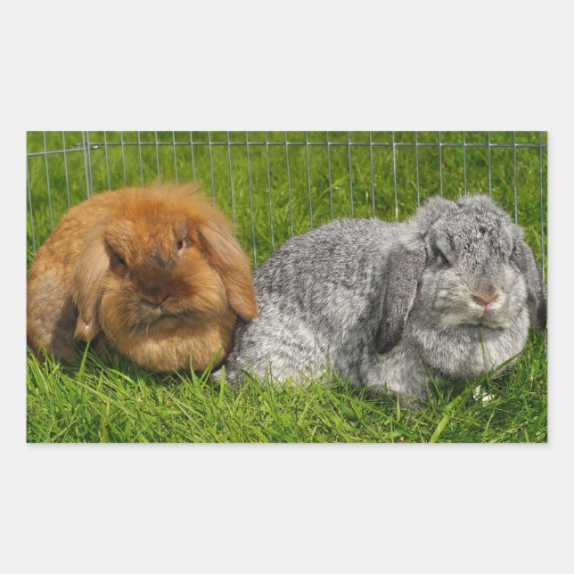 Adesivo Retangular Lionhead Holland Mini Lop Bunny Rabbit (Frente)