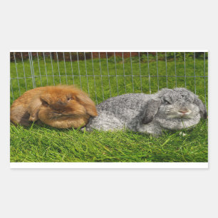 Adesivo Retangular Lionhead Holland Mini Lop Bunny Rabbit