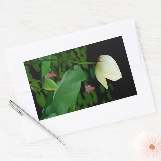 Adesivo Retangular Lírio de Água Lotus (Envelope)