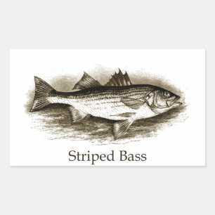 Adesivo Retangular Logotipo de Bass Striped (vintage)