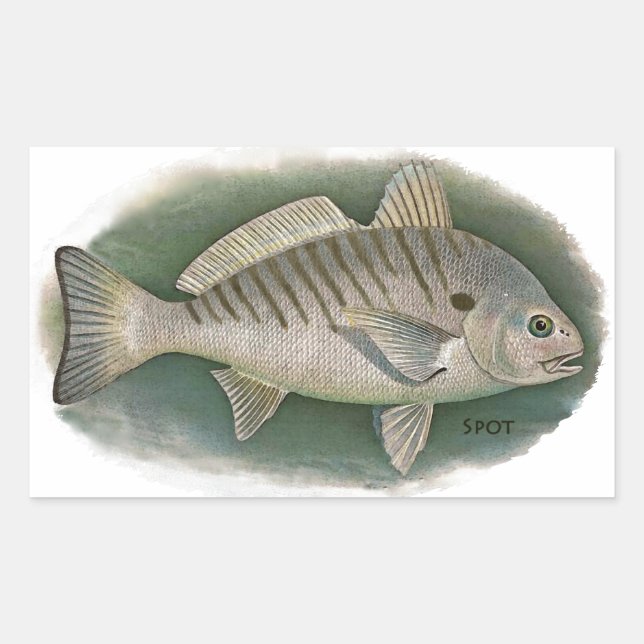Adesivo Retangular Logotipo de peixe pontual (Frente)