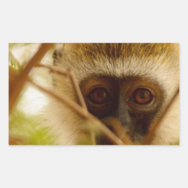 Adesivo Retangular Macaco atrevido. (Frente)