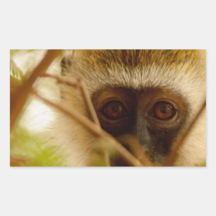 Adesivo Retangular Macaco insolente