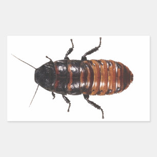 Adesivo Retangular Madagascar Coackroach de silvo
