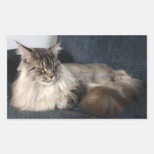 Adesivo Retangular Maine Coon Cat Stickers