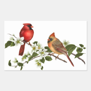 Adesivo Retangular Male Female Cardinals Dogwood Blossoms Branch