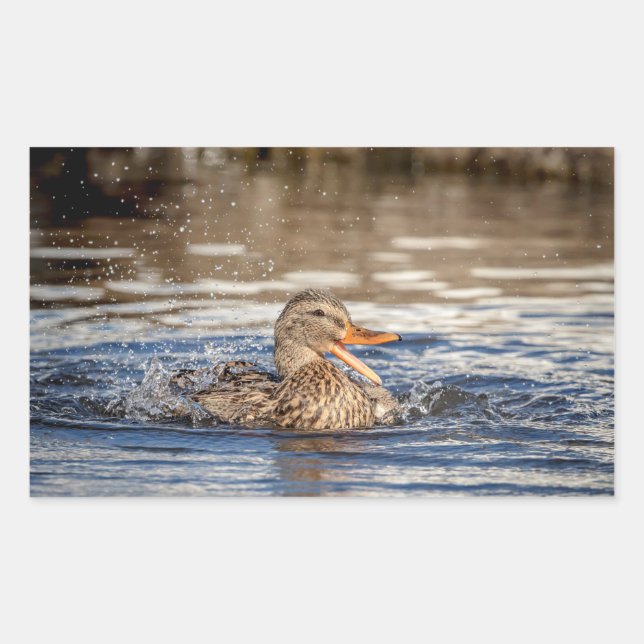 Adesivo Retangular Mallard Duck em Downing Park (Frente)