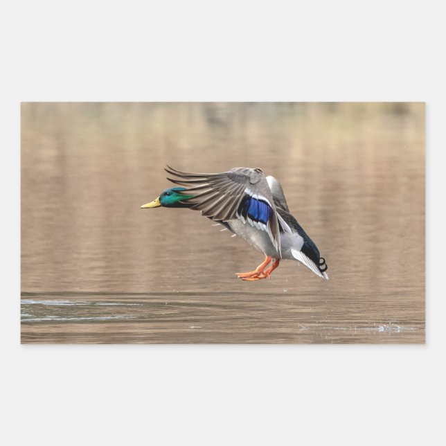 Adesivo Retangular Mallard Duck em voo (Frente)