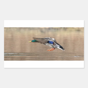Adesivo Retangular Mallard Duck em voo