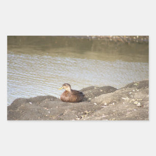 Adesivo Retangular Mallard Duck Stickers