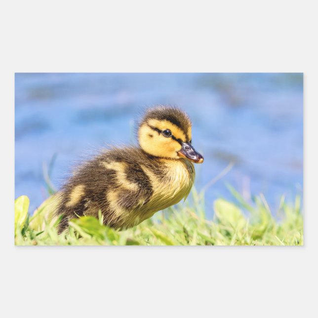Adesivo Retangular Mallard Duckling (Frente)