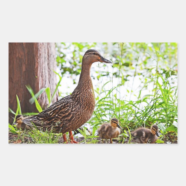 Adesivo Retangular Mallard e Ducklings por Shirley Taylor (Frente)