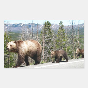 Adesivo Retangular Mamãe e Cubs de Urso Grizzly Selvagem em Yellowst