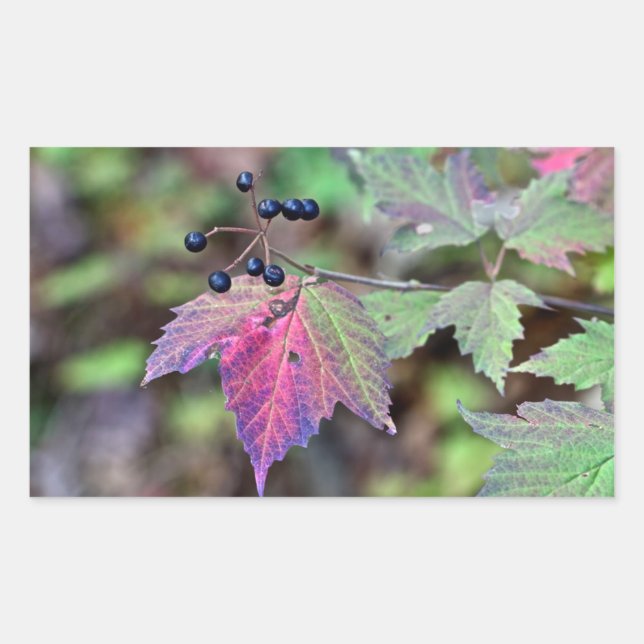 Adesivo Retangular Mapleleaf Viburnum Autumn Leaves e Berries (Frente)