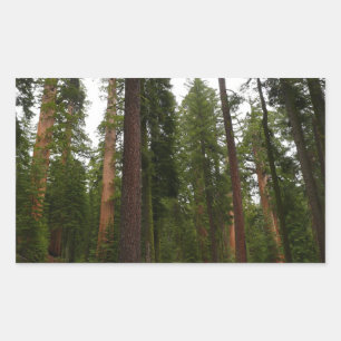 Adesivo Retangular Mariposa Grove no Parque Nacional de Yosemite