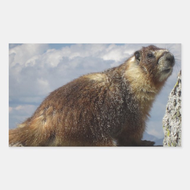 Adesivo Retangular Marmote Amarelo-Marmorta em Yosemite (Frente)
