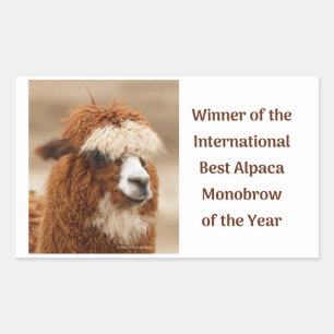 Adesivo Retangular Melhor Sobrancelha Única de Alpaca