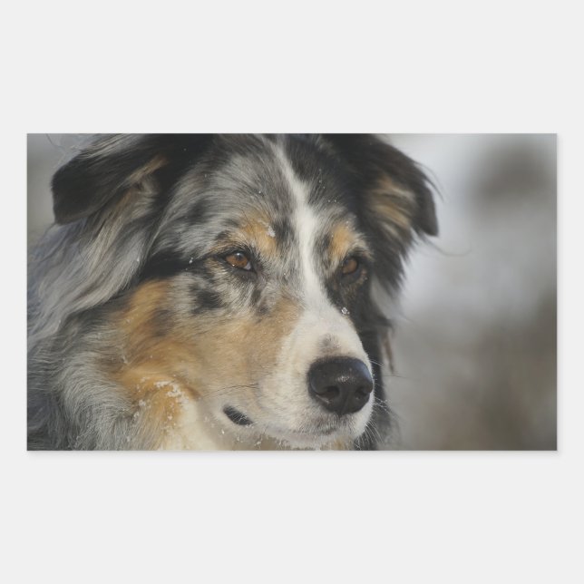 Adesivo Retangular Miniature American Shepherd Blue Merle second (Frente)